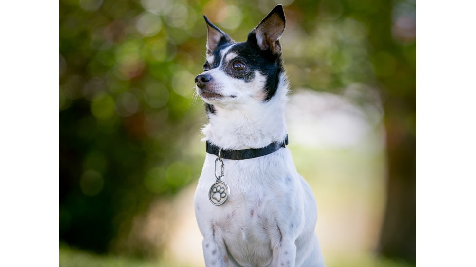 Nite Ize Microlink Pet Tag Carabiner - 2 Pack - TL-11-2R3