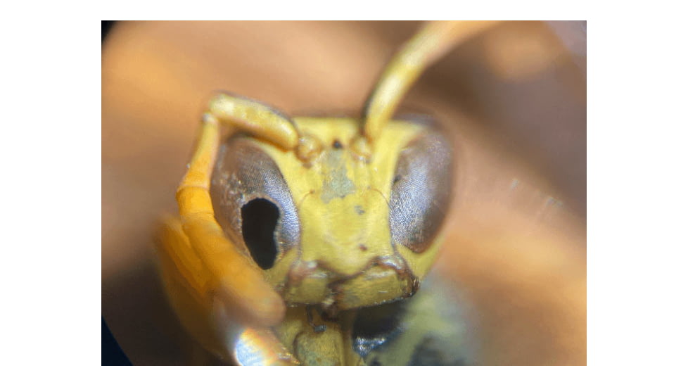 Nocs Provisions Inspector 4x Lens Microscope, Black, One Size, NOC-MCR-SCP