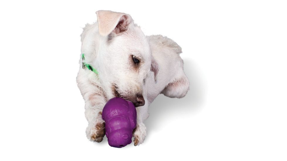 Petsafe Busy Buddy Squirrel Dude, Purple, Xsmall, PTY00-13746