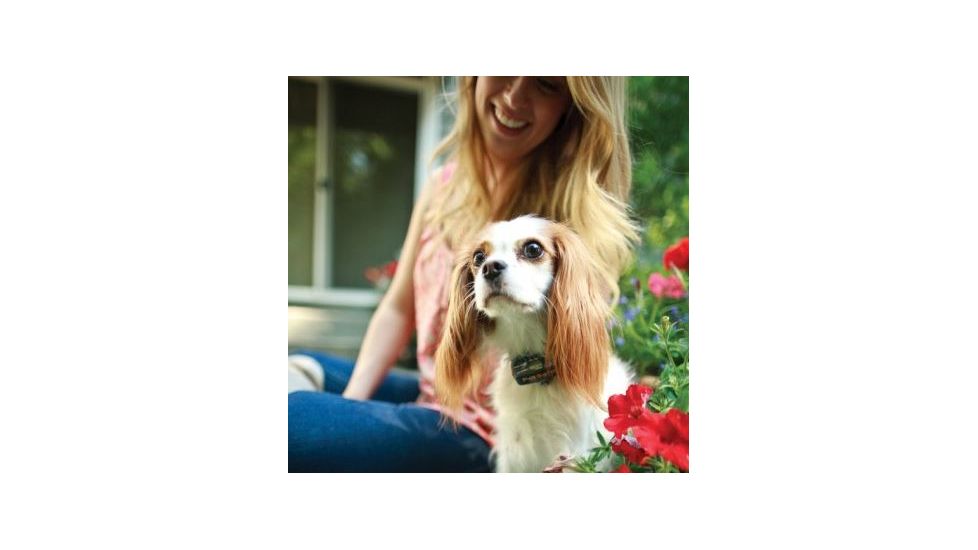 Petsafe Elite Little Dog In-Ground Fence Receiver w/Collar, For Dogs 5lbs and Up/Fits Neck Size 6-16in PIG19-11042
