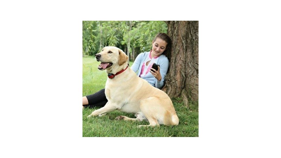 Petsafe Stubborn Dog Wireless Receiver Collar, For Dogs 5lbs and Up/Fits Neck size 6-28in, Red PIF00-13672