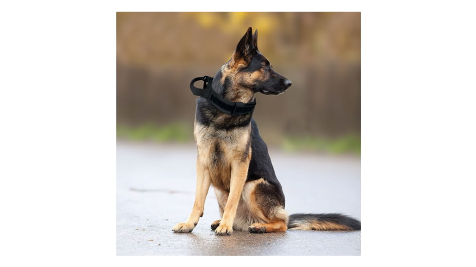 Red Rock Outdoor Gear Tactical Dog Collar, Black, Large, 38-26BLK-L