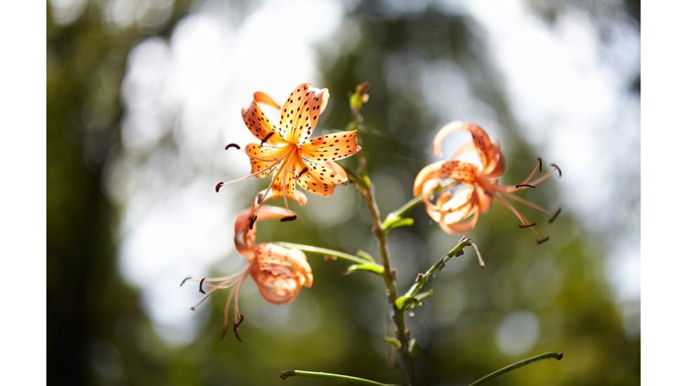 Rokinon 85mm F1.4 Aspherical Camera Lens for Olympus 4/3 Mount, Black 85M-O