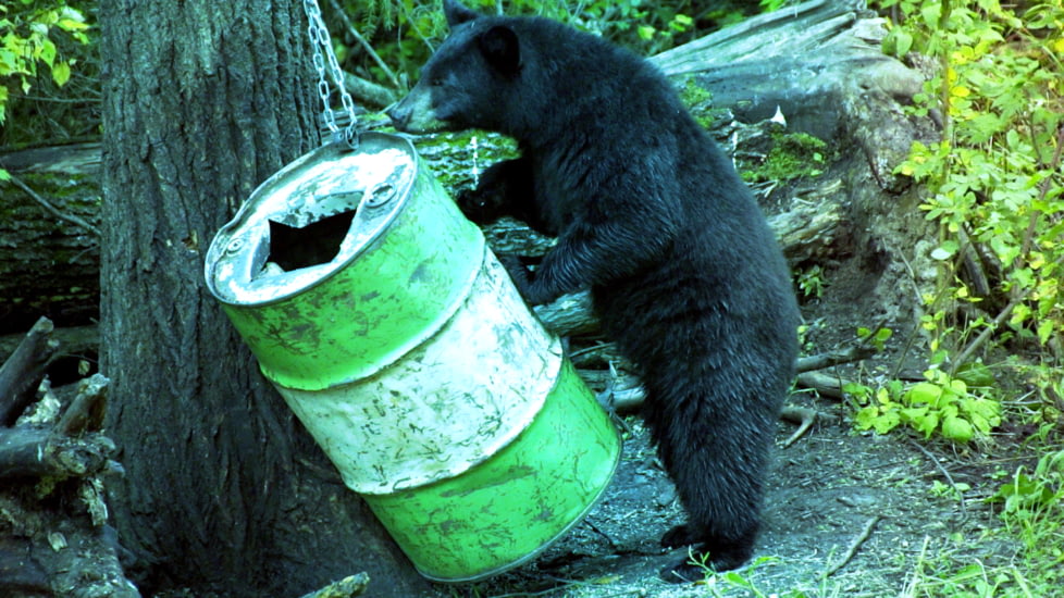 Shooting Bears Over Bait