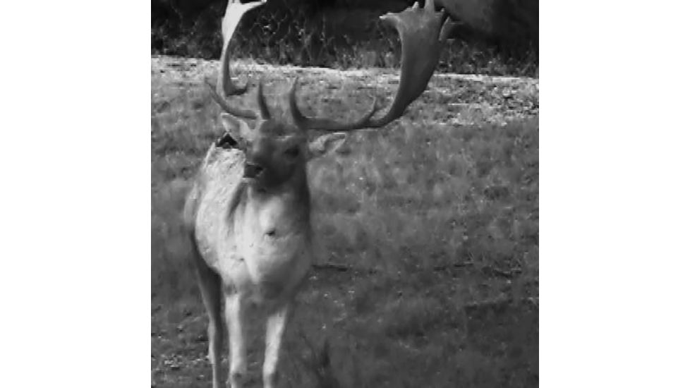 SightMark Signal 320RT Digital Night Vision Monocular, Black, SM18024