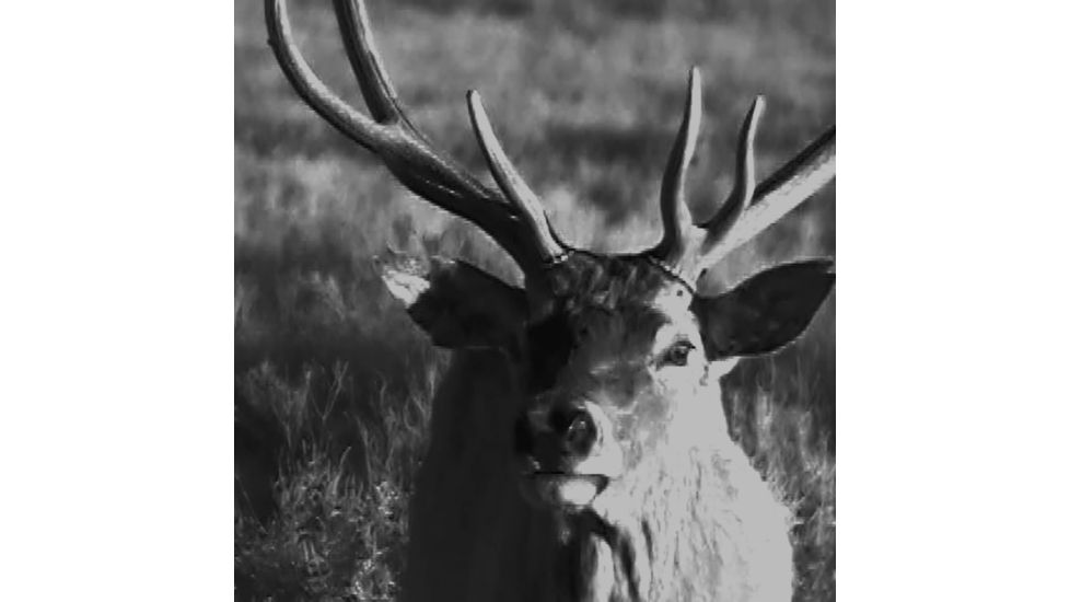 SightMark Signal 320RT Digital Night Vision Monocular, Black, SM18024