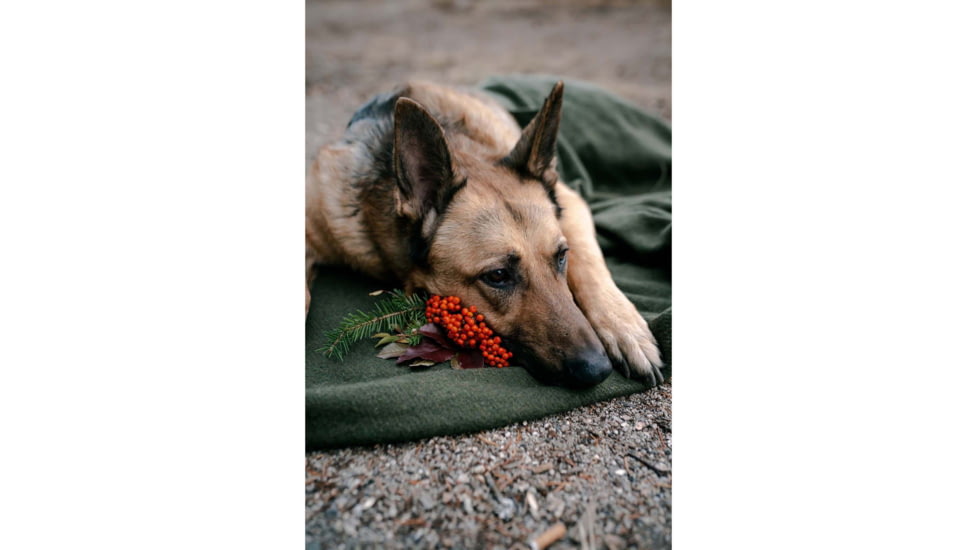 Stansport Wool BlanKet, 60x80in, Olive, 1244