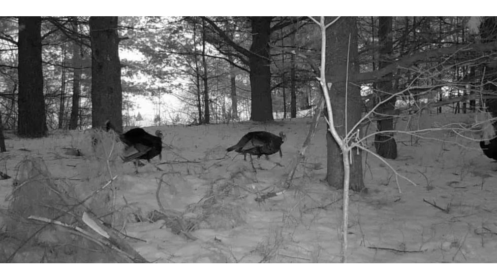 Stealth Cam Stealth Cam DNVB Digital Night Vision Binocular, Black, STC-DNVB2
