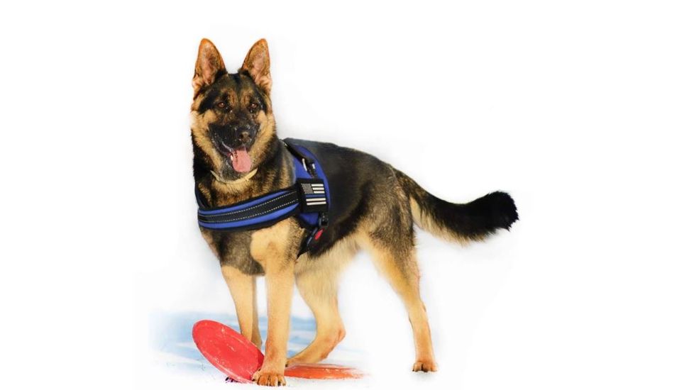 Thin Blue Line Dog Harness, , Thin Blue Line - DOG-HARN-TBL-LARGE-KIT