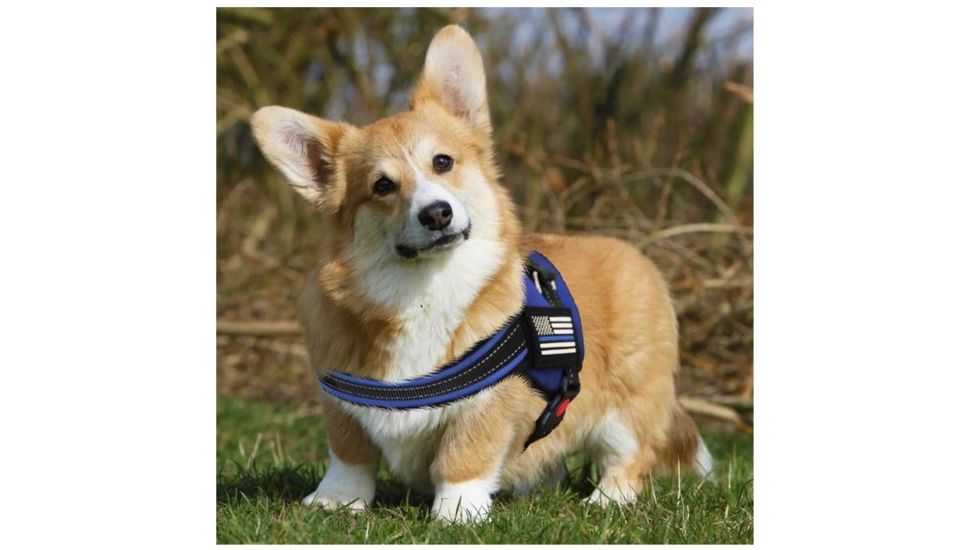 Thin Blue Line Dog Harness, , Thin Blue Line - DOG-HARN-TBL-LARGE-KIT