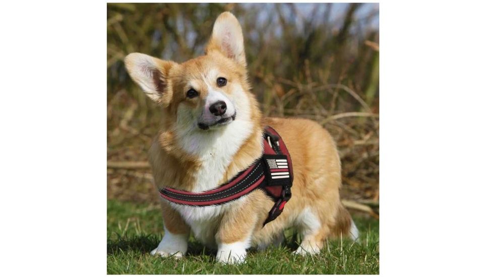 Thin Blue Line Dog Harness, , Thin Red Line - DOG-HARN-TRL-LARGE-KIT