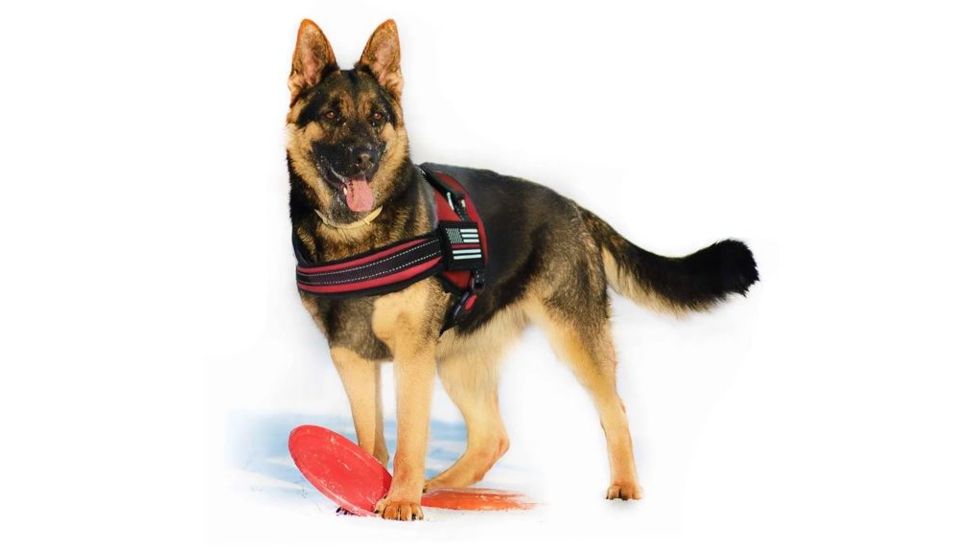 Thin Blue Line Dog Harness Thin Red Line - DOG-HARN-TRL-XXL-KIT