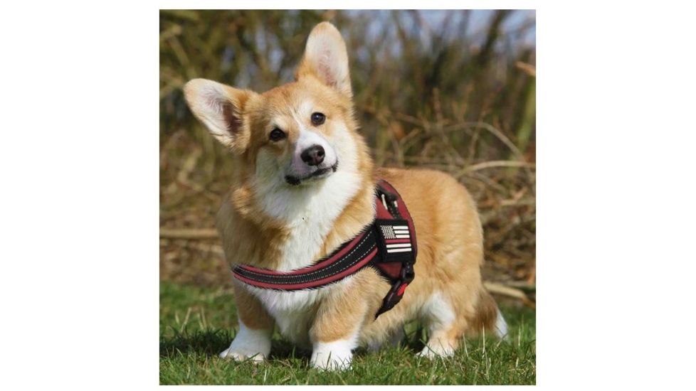 Thin Blue Line Dog Harness Thin Red Line - DOG-HARN-TRL-XXL-KIT