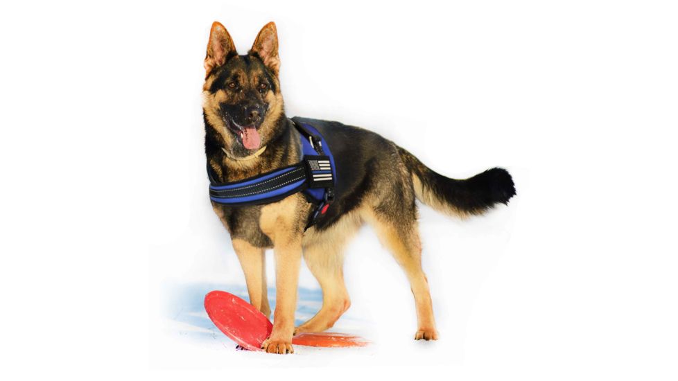 Thin Blue Line Harness With Patch, Thin Blue Line - DOG-HARN-TBL-MEDIUM-KIT