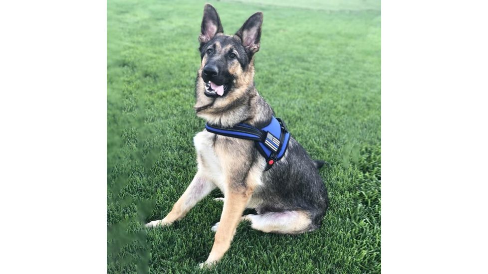 Thin Blue Line Harness With Patch, Thin Blue Line - DOG-HARN-TBL-MEDIUM-KIT