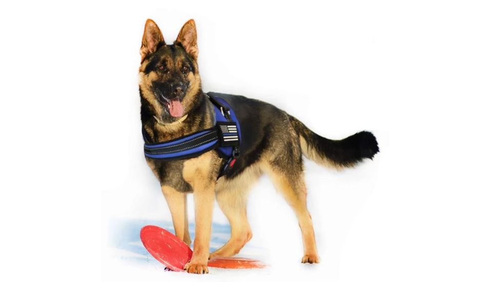 Thin Blue Line Harness With Patch, Thin Blue Line - DOG-HARN-TBL-XXL-KIT