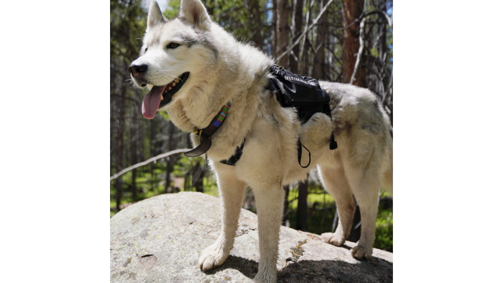 Ultimate Direction Dog Vests - Unisex, Black, Large, 80479723ONX-LG