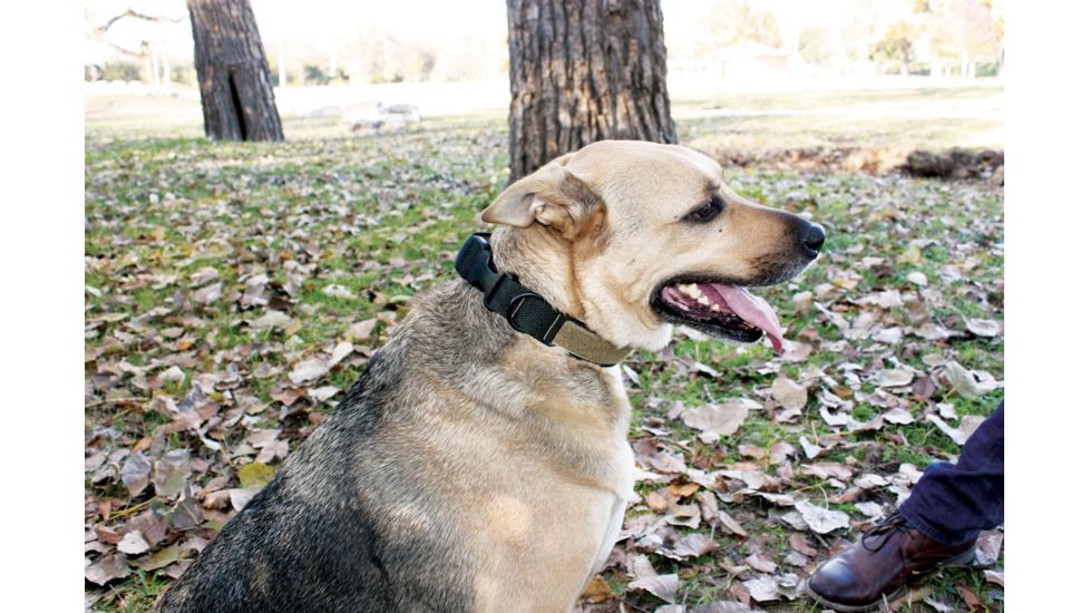 United States Tactical Dog Collar w/ Quick-Release Buckle, Black, Medium UST-K9C00101QM