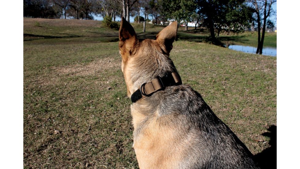 United States Tactical Dog Collar w/ Quick-Release Buckle, Black, Medium UST-K9C00101QM