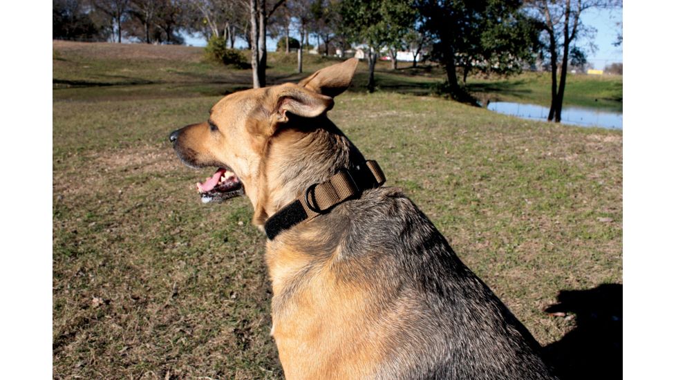 United States Tactical Dog Collar w/ Quick-Release Buckle, Black, Medium UST-K9C00101QM