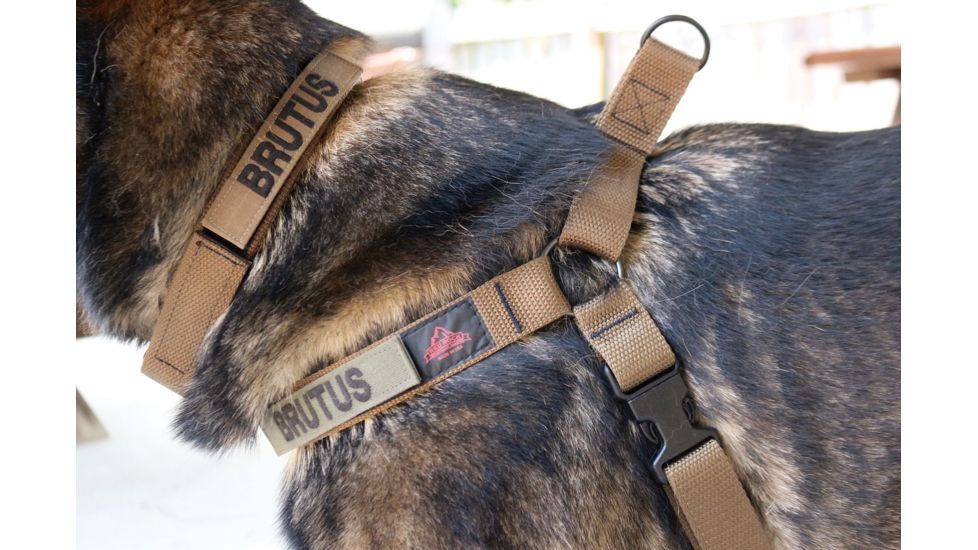 United States Tactical Collar, Quick-Release Buckle, Coyote, Medium, UST-K9C00102QM