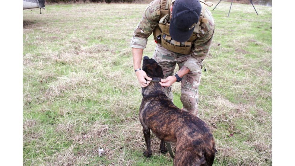 United States Tactical Dog Collar w/ Quick-Release Buckle, Olive Drab, Large UST-K9C00103QL