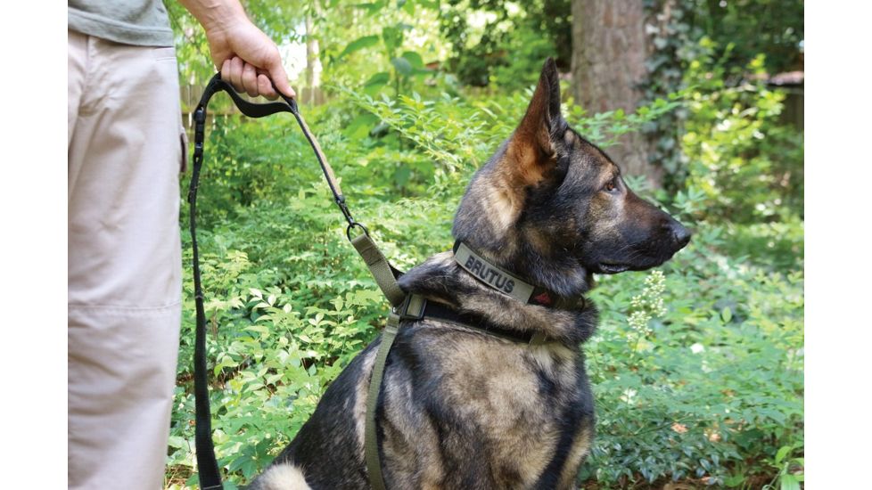 United States Tactical Collar, Quick-Release Buckle, Olive Drab, Large, UST-K9C00103QL