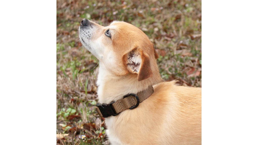 United States Tactical K9 Flashbang Collar, Coyote, UST-K9C00302