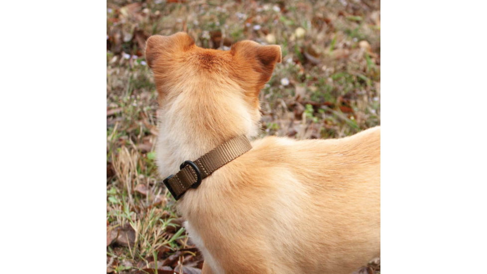 United States Tactical K9 Flashbang Collar, Coyote, UST-K9C00302