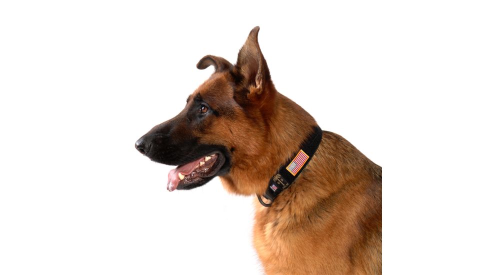 Cynology War Labs Standard Collar, Large, Black