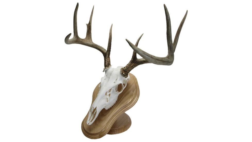 Walnut Hollow Deluxe Euro, Skull Display Kit Oak 29635