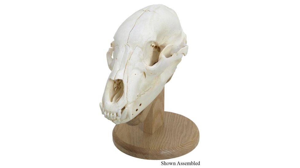 Walnut Hollow Skull Mounting, Kit Solid Oak 38326
