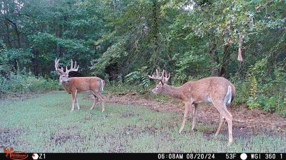 Wildgame Orbit 360 Cellular Camera 36MP, 1410206