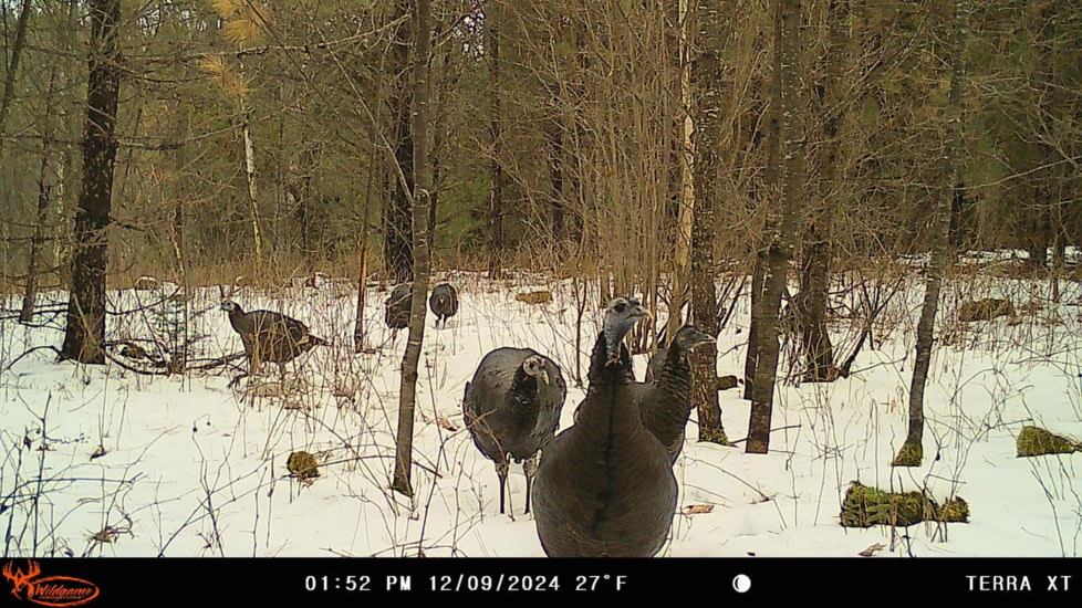 Wildgame Terra XT 2.0 Cellular Camera 24MP, 1410205