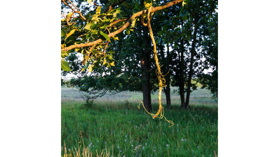 Wind Pro Scrape Vine, Brown, WPHD2