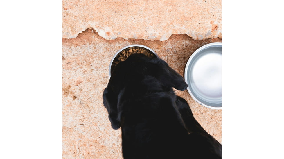 Yeti Boomer 4 Dog Bowl