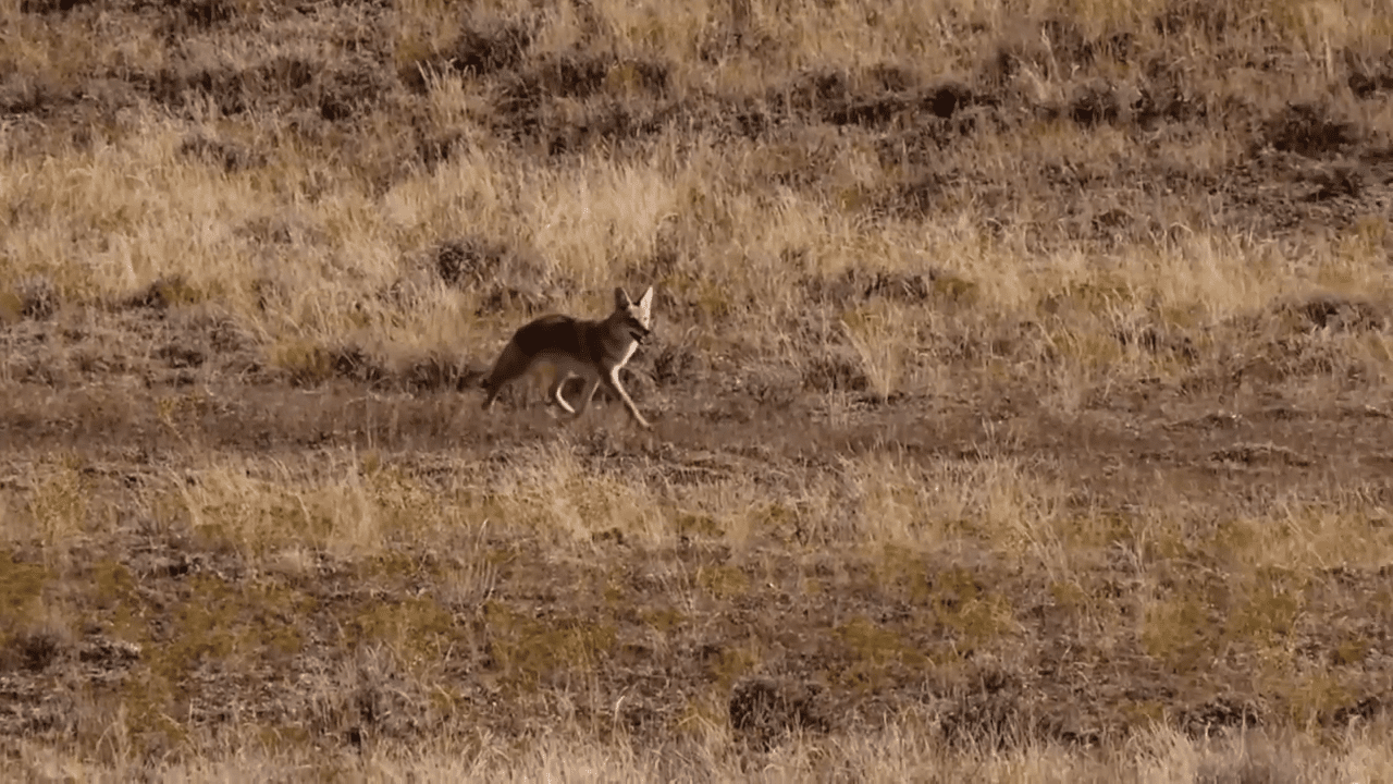 opplanet atn x sight 5 day time hunting video