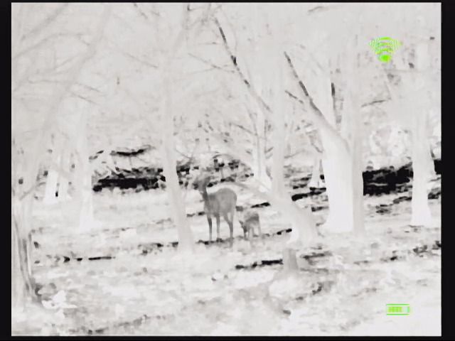 opplanet bo video sample deer and a fawn black hot mode using wifi app video