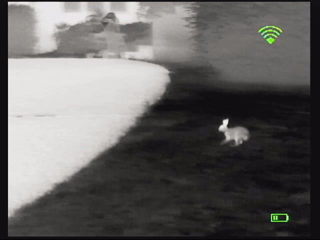 opplanet bo video sample rabbits using wifi app video
