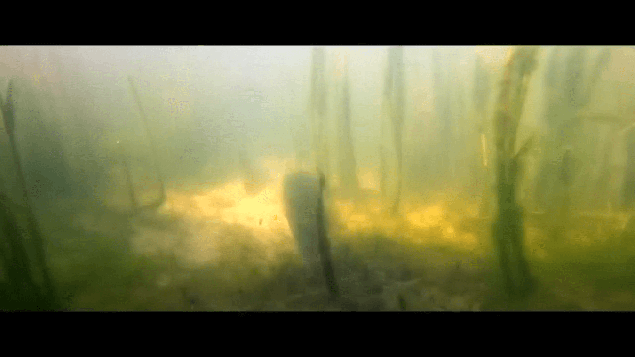 opplanet culprit shakin neko craw video