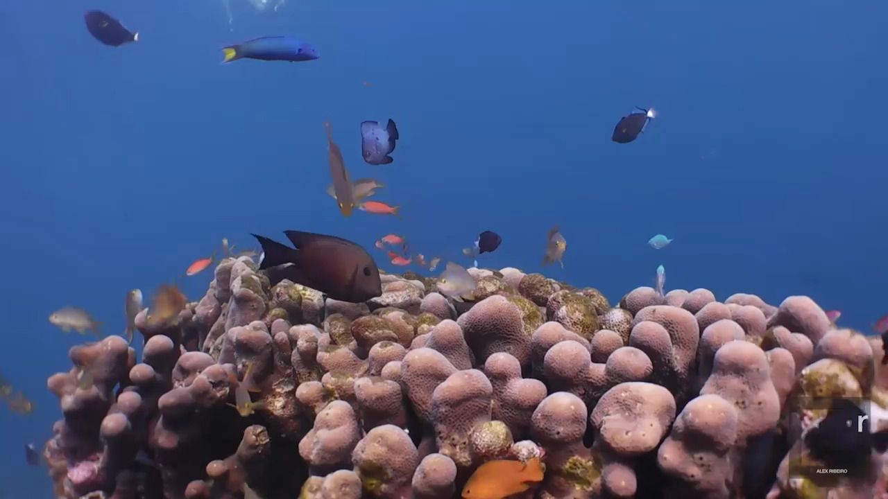 opplanet dc2000 jemeluk by alex ribeiro 1 video