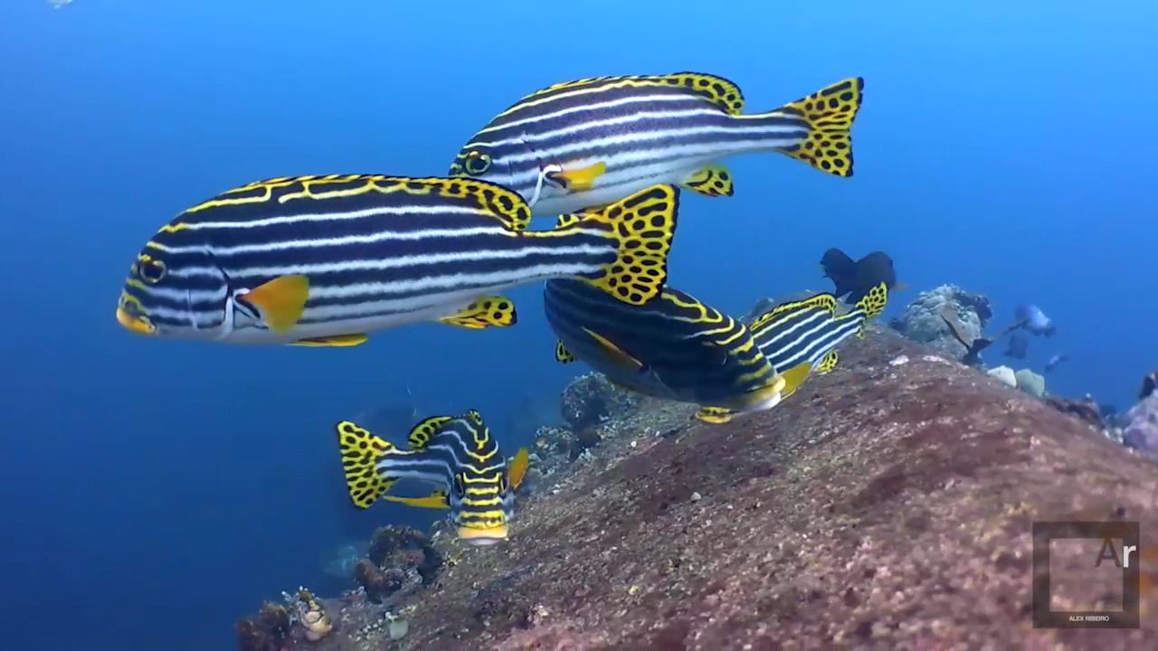 opplanet dc2000 tulamben by lex ribeiro 1 video