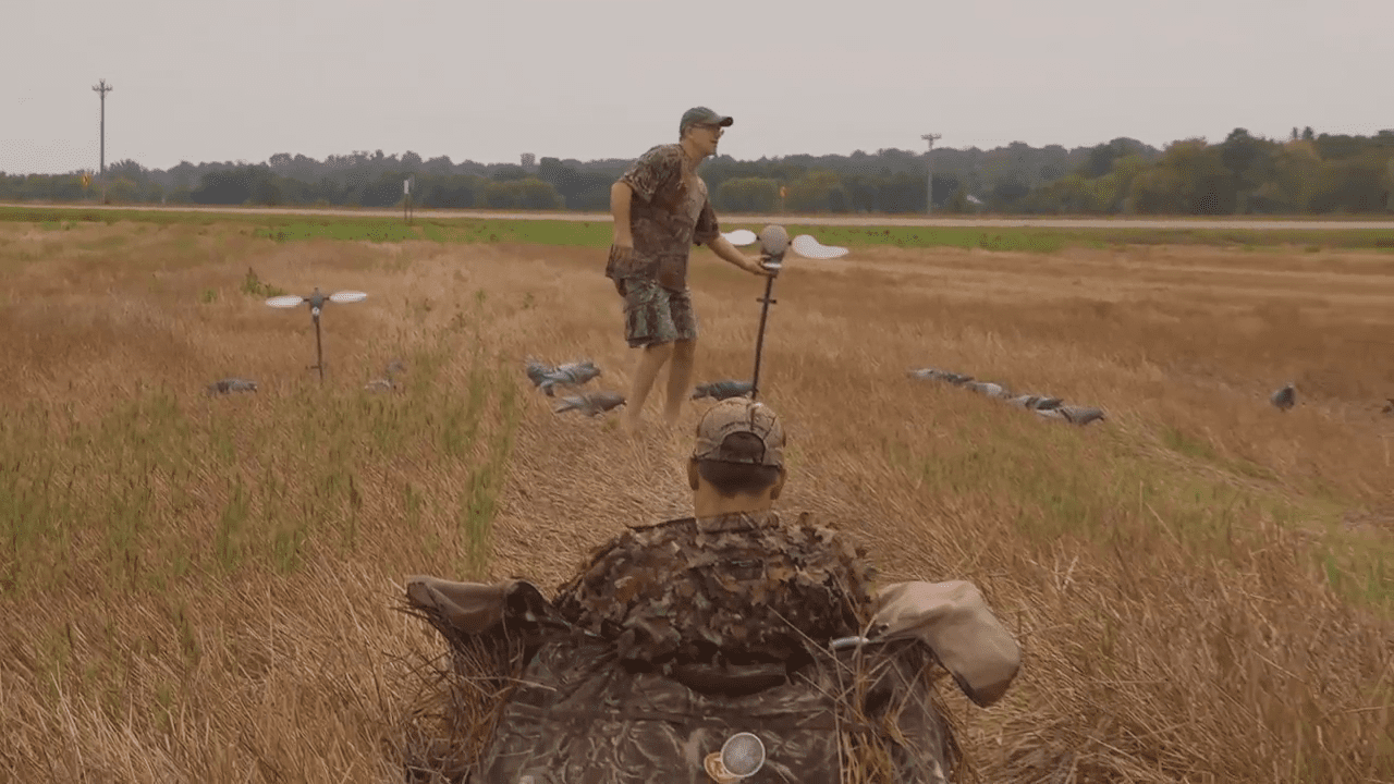 opplanet federal premium hi bird pigeon hunt video