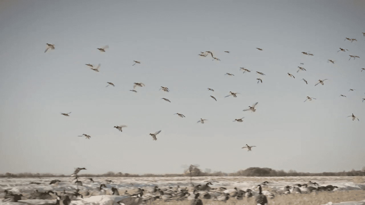 opplanet federal premium never sacrifice performance with hevi bismuth video