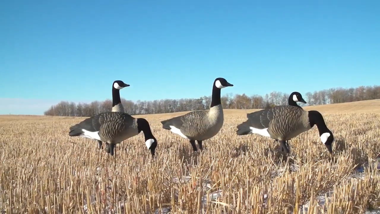opplanet higdon outdoors apex full size canada goose decoys product info video
