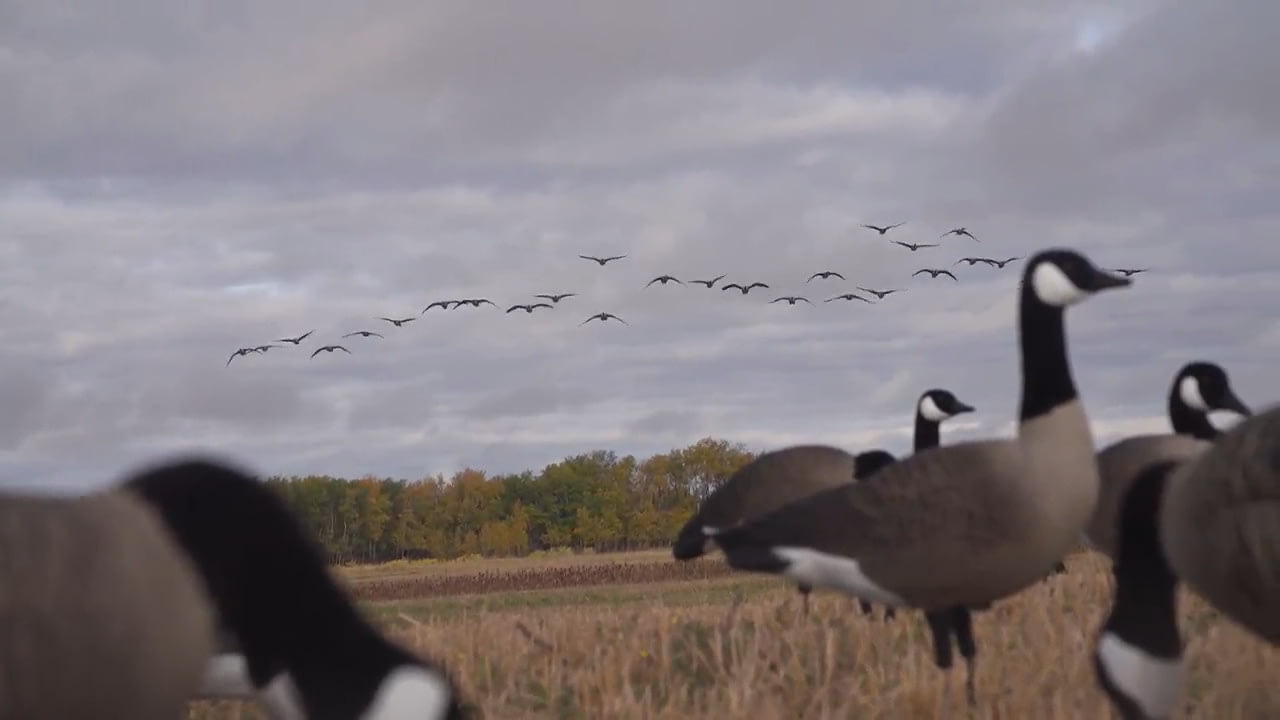 opplanet higdon outdoors xs trufeeder motion alpha canada goose video