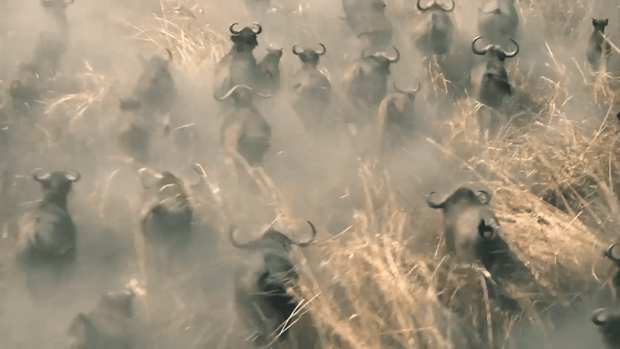opplanet hornady dangerous game video