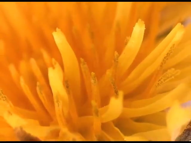 opplanet levenhuk 61022 dtx 90 digital microscope video