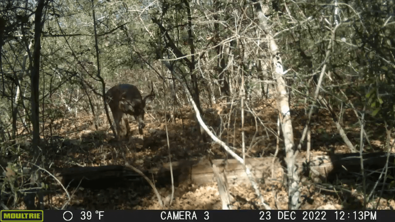 opplanet moultrie micro 42 texas buck strolls through the woods video