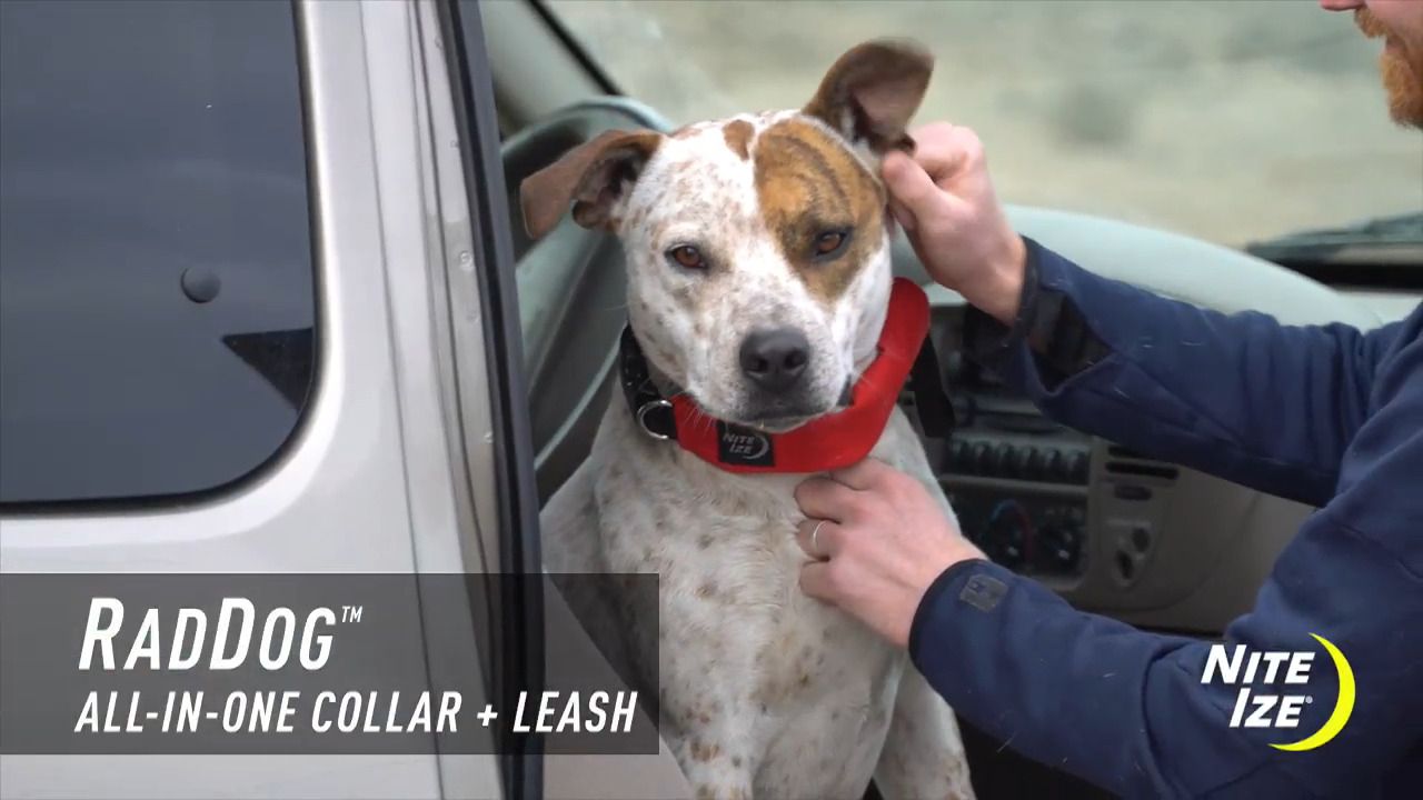 opplanet nite ize raddog all in one collar plus leash video